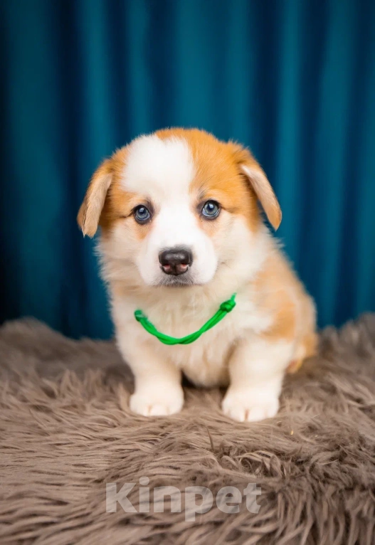 Собаки в Новосибирске: Валерион Таргариен щенок корги Мальчик, 80 000 руб. - фото 5