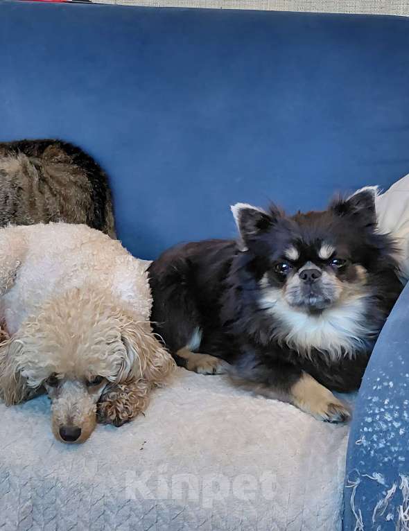 Собаки в Брянске: Чихуахуа мальчик Мальчик, 22 000 руб. - фото 6