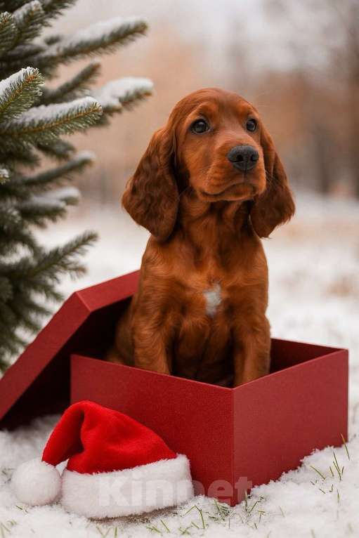Собаки в Новосибирске: Девочка ирландского сеттера Девочка, 20 000 руб. - фото 1