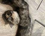 Кошки в Пскове: Шотландская вислоухая кошка Девочка, Бесплатно - фото 1