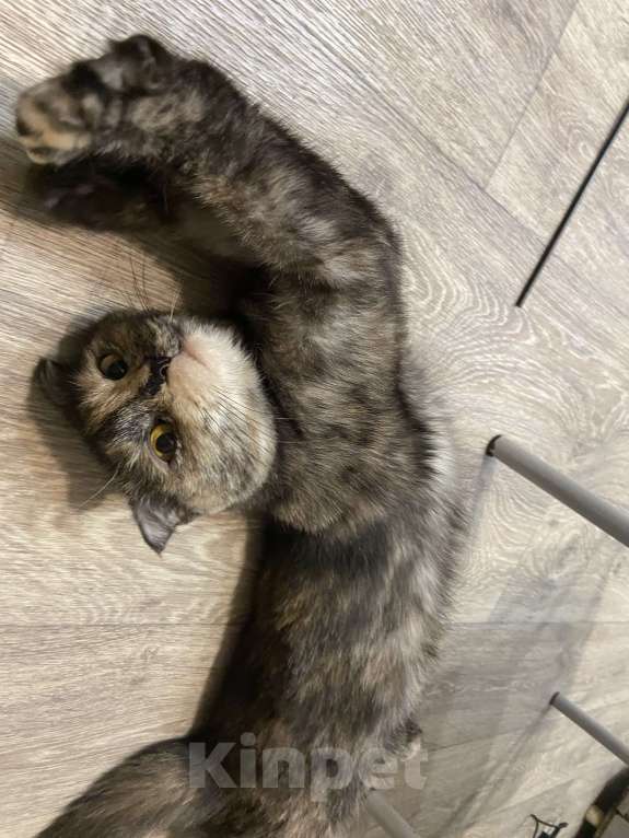 Кошки в Пскове: Шотландская вислоухая кошка Девочка, Бесплатно - фото 1