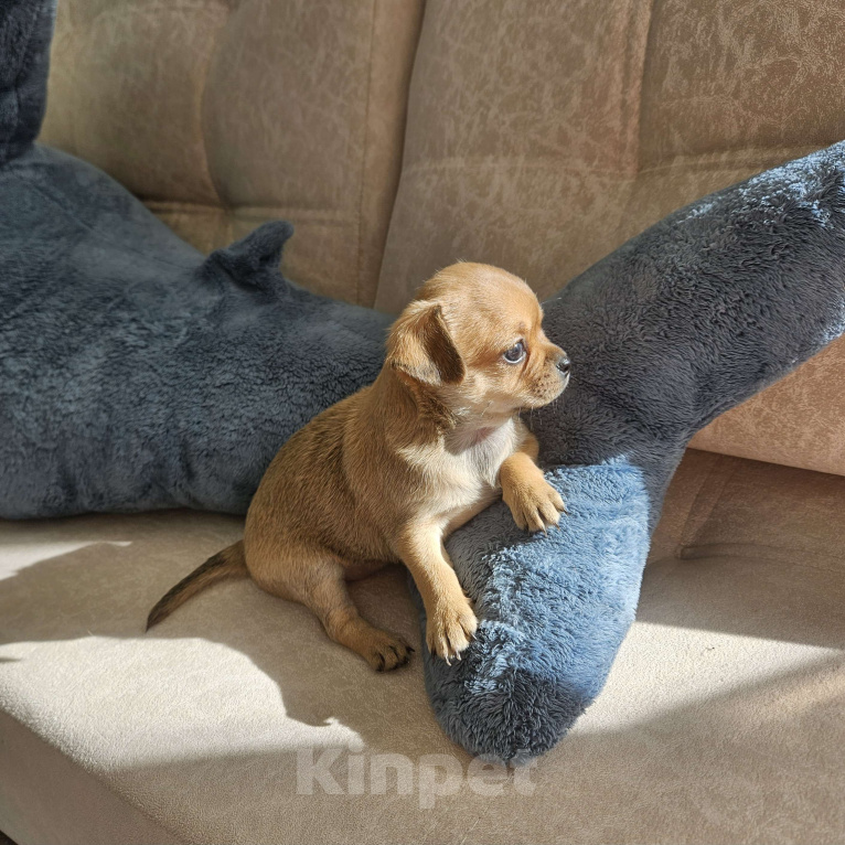 Собаки в Кирове: Девочка чихуахуа 1 Девочка, 20 000 руб. - фото 4