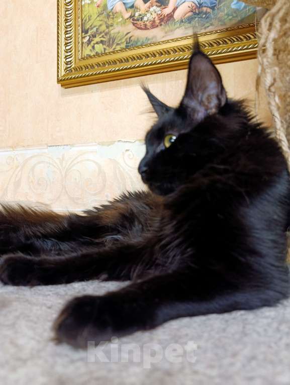 Кошки в Москве: Мейн кун девочка Девочка, 30 000 руб. - фото 2