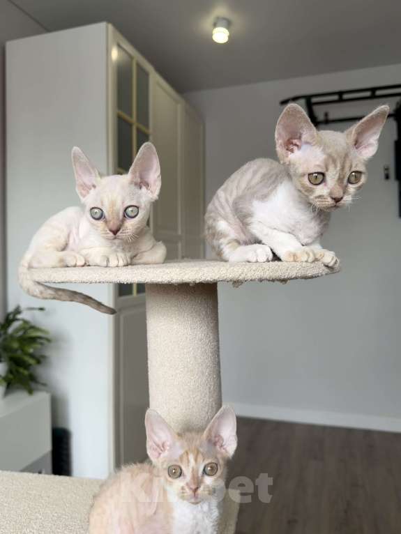 Кошки в Казани: Продаю милейших котят породы Девон Рекс. Девочка, 80 000 руб. - фото 4