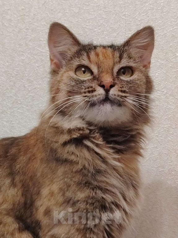 Кошки в Тамбове: Аня ищет свою любовь Девочка, Бесплатно - фото 3