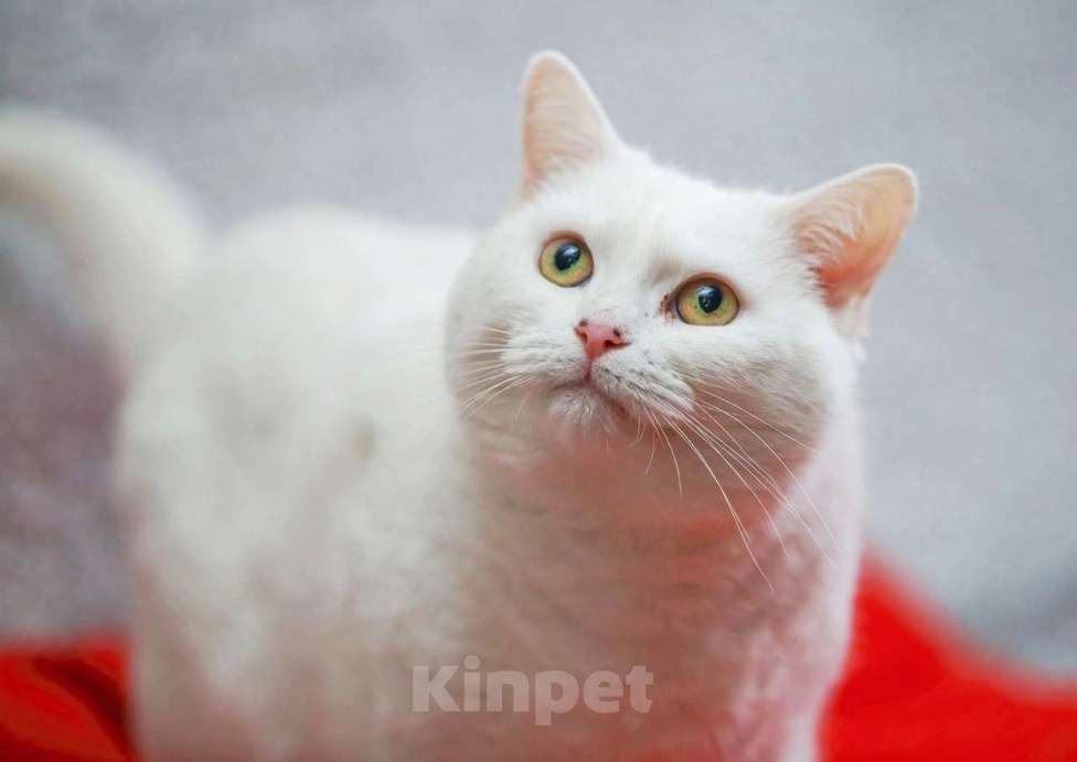 Кошки в Москве: белоснежная красавица ищет дом Девочка, 10 руб. - фото 2