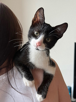 Котенок в добрые руки