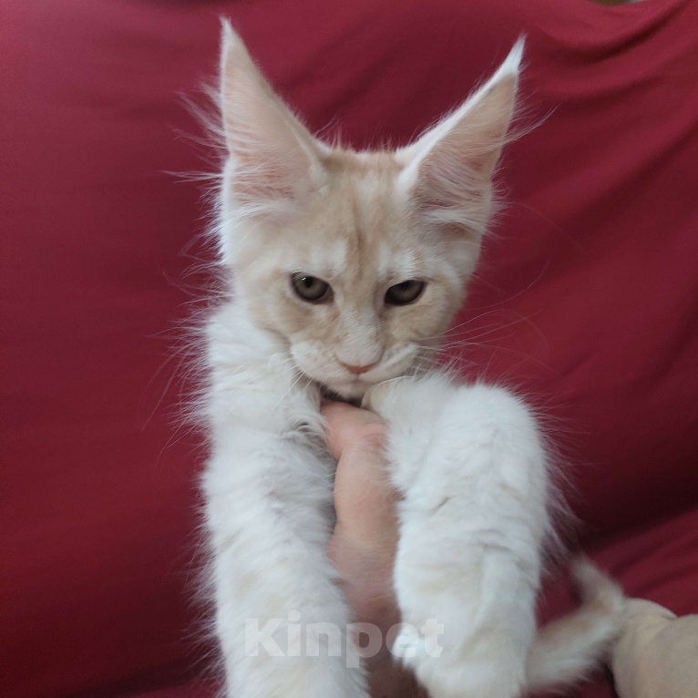 Кошки в Челябинске: Шикарный зефирный котик на самый мягкий диванчик Мальчик, 45 000 руб. - фото 6