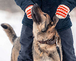 Собаки в других городах Московской области: Чивас ждет чуда Мальчик, Бесплатно - фото 2