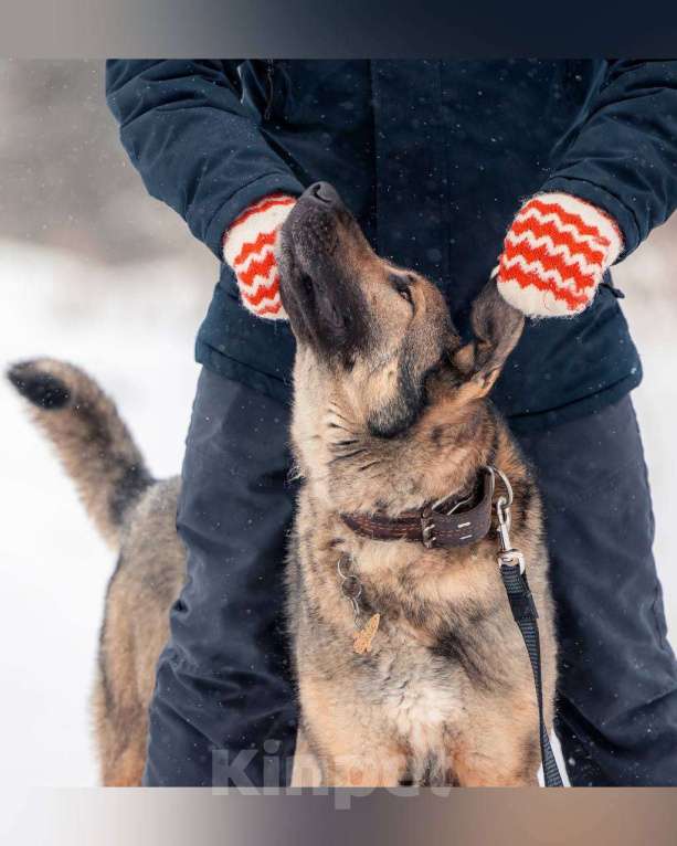 Собаки в других городах Московской области: Чивас ждет чуда Мальчик, Бесплатно - фото 2