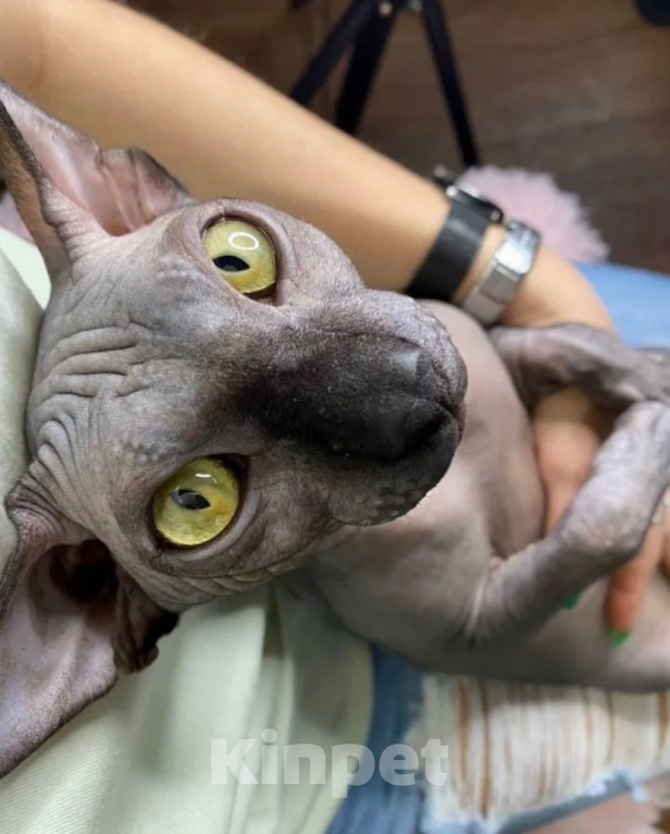 Кошки в Омске: Котята канадского сфинкса Мальчик, 15 000 руб. - фото 5