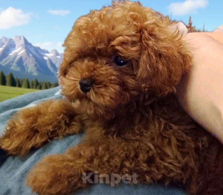 Собаки в Санкт-Петербурге: Тедди тикап пудель Мальчик, 210 000 руб. - фото 1