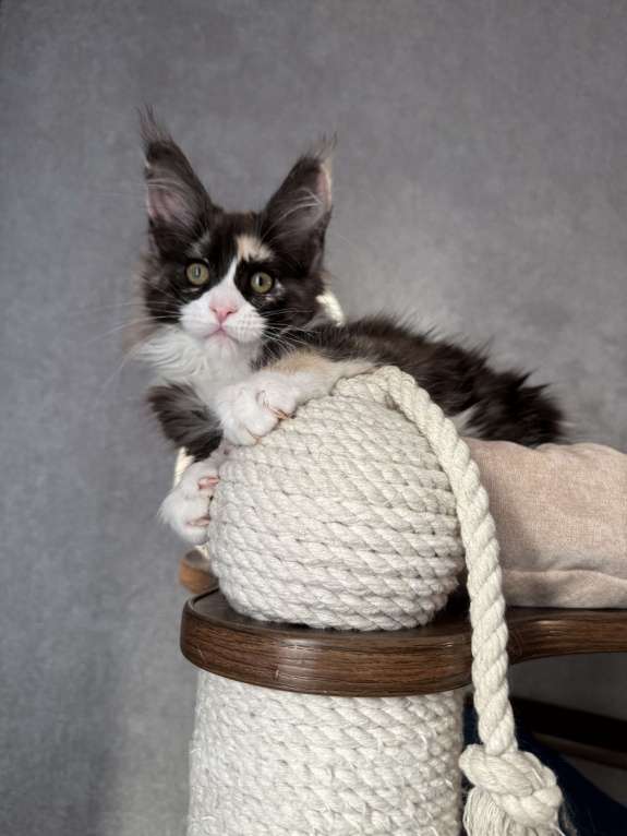 Кошки в Санкт-Петербурге: Котенок мейн-кун Девочка, 60 000 руб. - фото 2