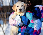 Собаки в Москве: Щенок лабрадора  Мальчик, 80 000 руб. - фото 2