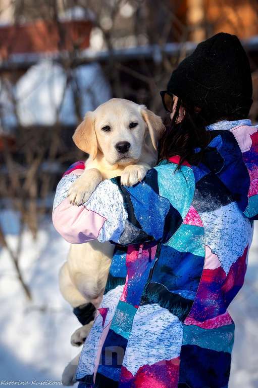 Собаки в Москве: Щенок лабрадора  Мальчик, 80 000 руб. - фото 2