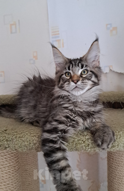 Кошки в Москве: Котенок мейн-кун Мальчик, 45 000 руб. - фото 1