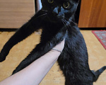 Кошки в Энгельс: Отдаю в хорошие руки  Мальчик, Бесплатно - фото 1