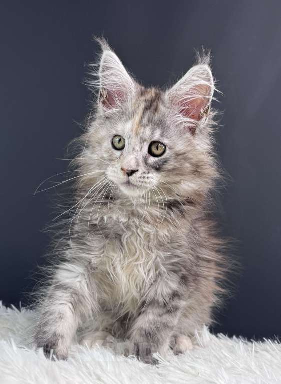 Кошки в Москве: Котенок Мейн Кун Девочка, 60 000 руб. - фото 2