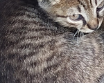 Кошки в Майкопе: Котенок в добрые руки Девочка, Бесплатно - фото 2