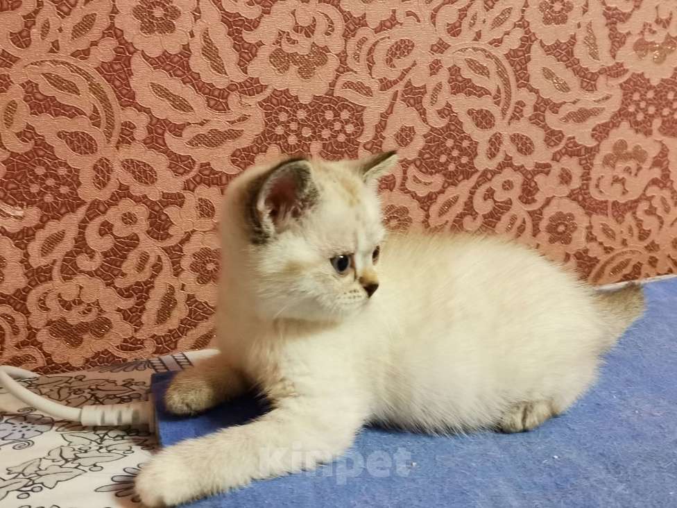 Кошки в Москве: Британские котята  Девочка, 10 000 руб. - фото 2