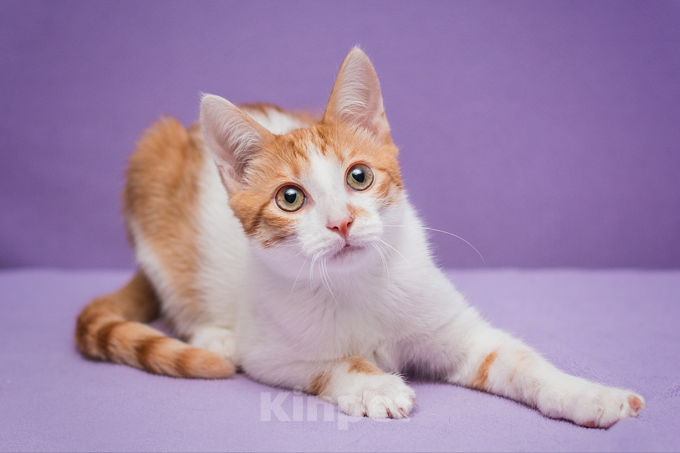 Кошки в Москве: Котенок Тоша ищет дом Мальчик, Бесплатно - фото 2