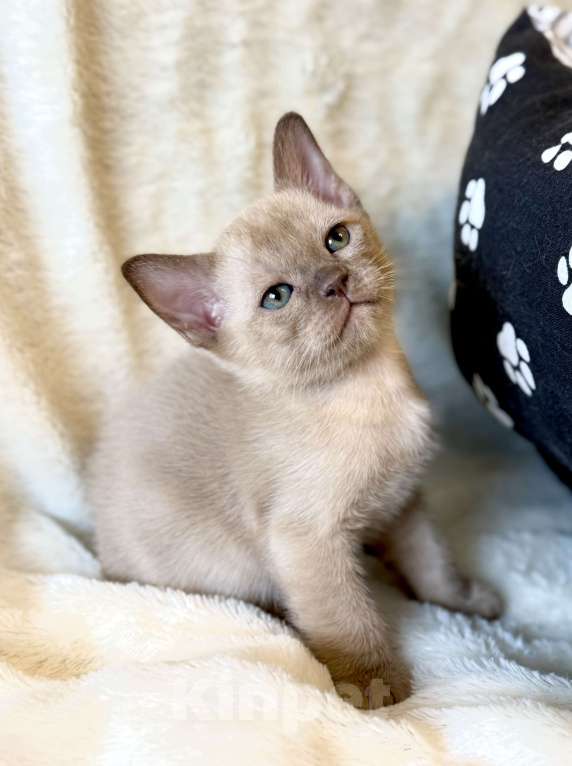 Кошки в Москве: Бурманские котята: открыто бронирование! Мальчик, 80 000 руб. - фото 3