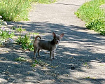 Собаки в Москве: Продаётся чихуахуа мальчик лилового окраса миниатюрного размера Мальчик, 80 000 руб. - фото 2