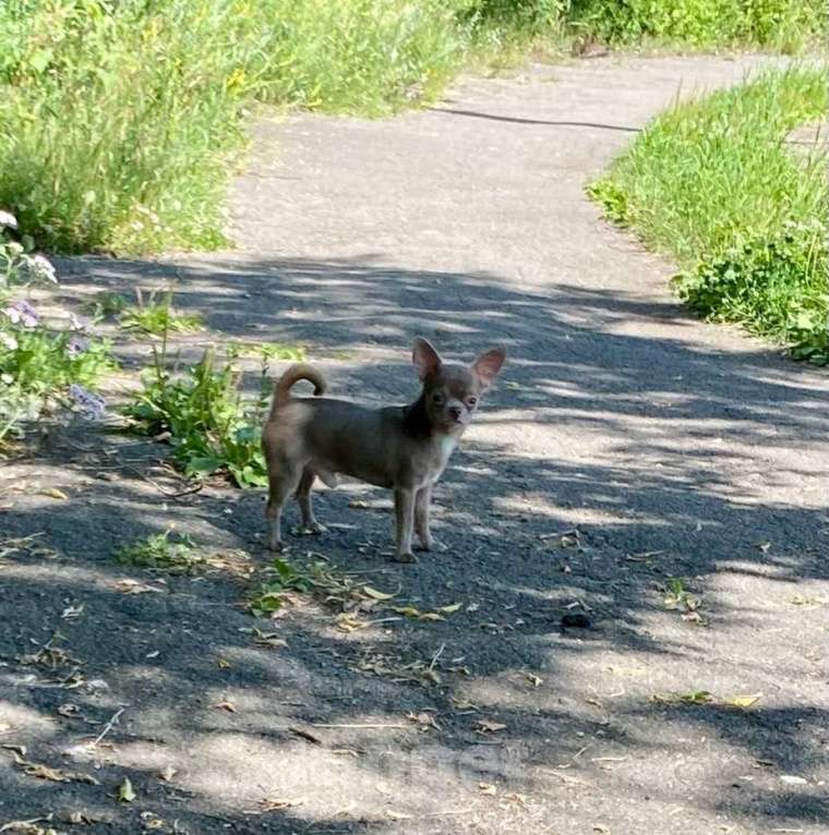 Собаки в Москве: Продаётся чихуахуа мальчик лилового окраса миниатюрного размера Мальчик, 80 000 руб. - фото 2