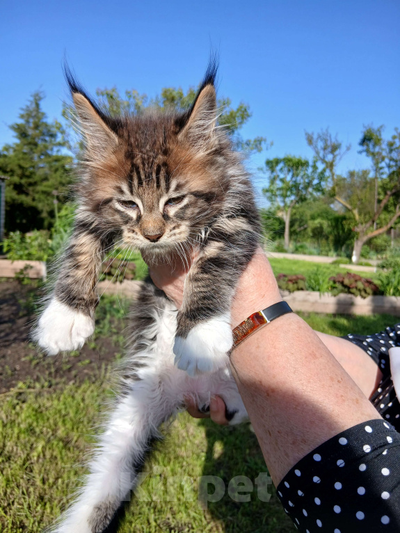Кошки в Новоалександровске: Чистокровные котята мейн-кун 🐾 Мальчик, 30 000 руб. - фото 2