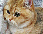 Кошки в Дмитровске: Котенок британская золотая шиншилла, 20 000 руб. - фото 4