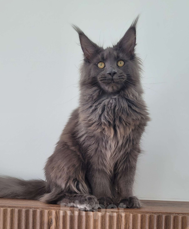 Кошки в Москве: Мейн-кун котенок Девочка, 60 000 руб. - фото 4