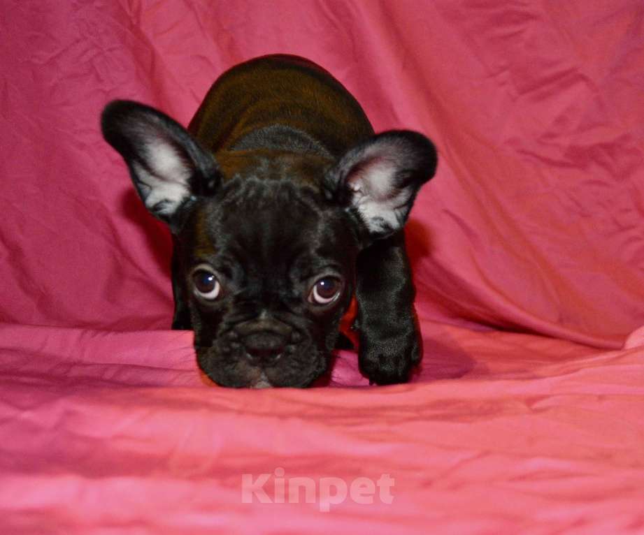 Собаки в Самаре: Щенок французского бульдога  Девочка, 35 000 руб. - фото 10