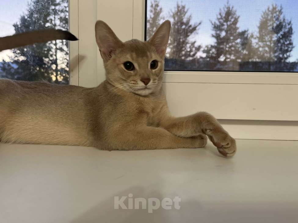 Кошки в Екатеринбурге: Абидетки Девочка, 40 000 руб. - фото 5