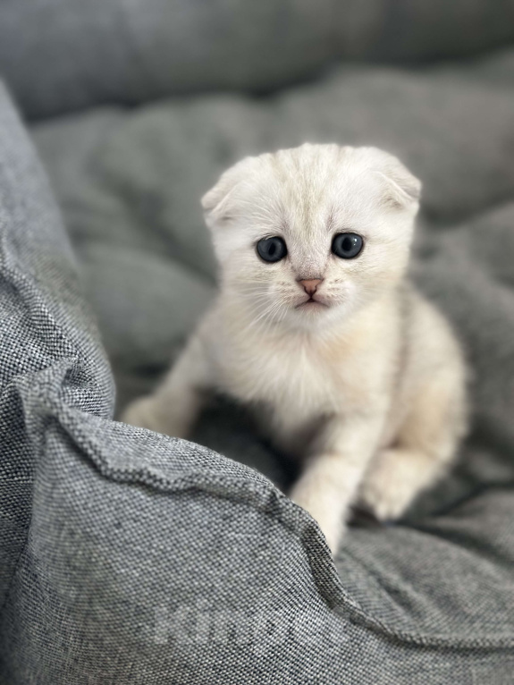 Кошки в Новороссийске: Шотландский котёнок мальчик Мальчик, 5 000 руб. - фото 2