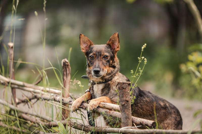 Собаки в Москве: Маленький коротколапик Амели в добрые руки Девочка, Бесплатно - фото 5