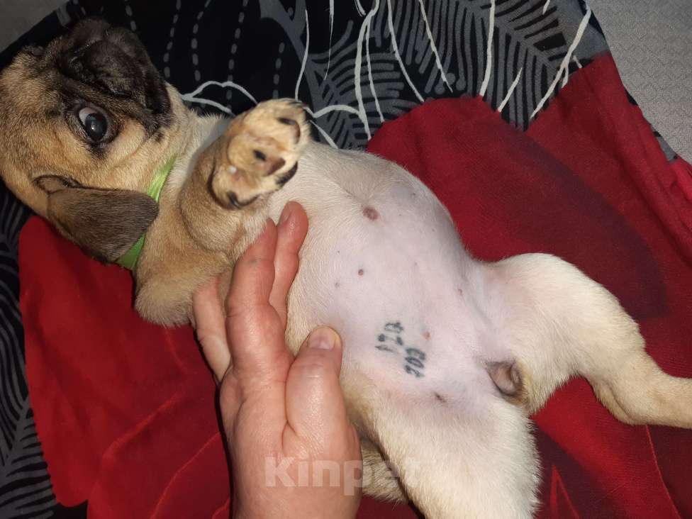 Собаки в Новосибирске: Мопса щенок девочка Девочка, 40 000 руб. - фото 4