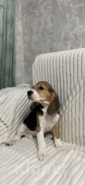 Собаки в Волжском: Продаются щенки  Мальчик, 25 000 руб. - фото 2