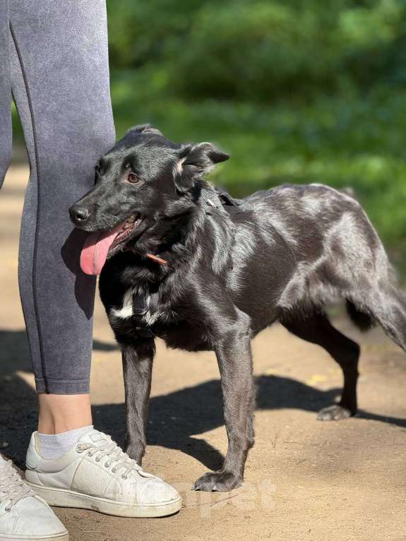 Собаки в Москве: Малышка Мята в добрые руки Девочка, Бесплатно - фото 6