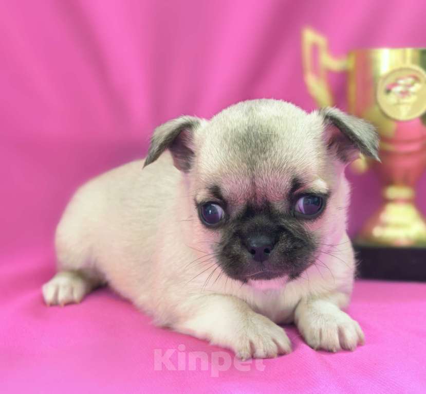 Собаки в Москве: Чихуахуа девочка гладкошерстная Девочка, 45 000 руб. - фото 7