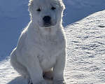 Собаки в Москве: Алабай, щенок, среднеазиатская овчарка Мальчик, Бесплатно - фото 1
