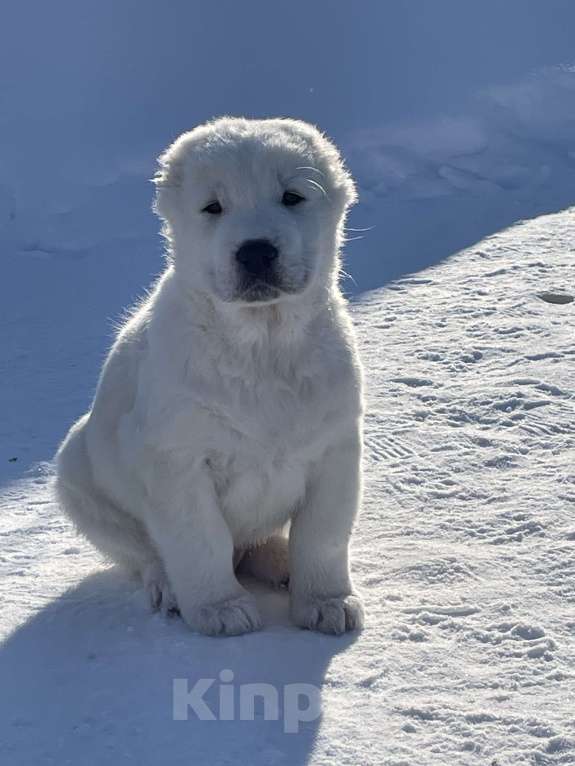 Собаки в Москве: Алабай, щенок, среднеазиатская овчарка Мальчик, Бесплатно - фото 1