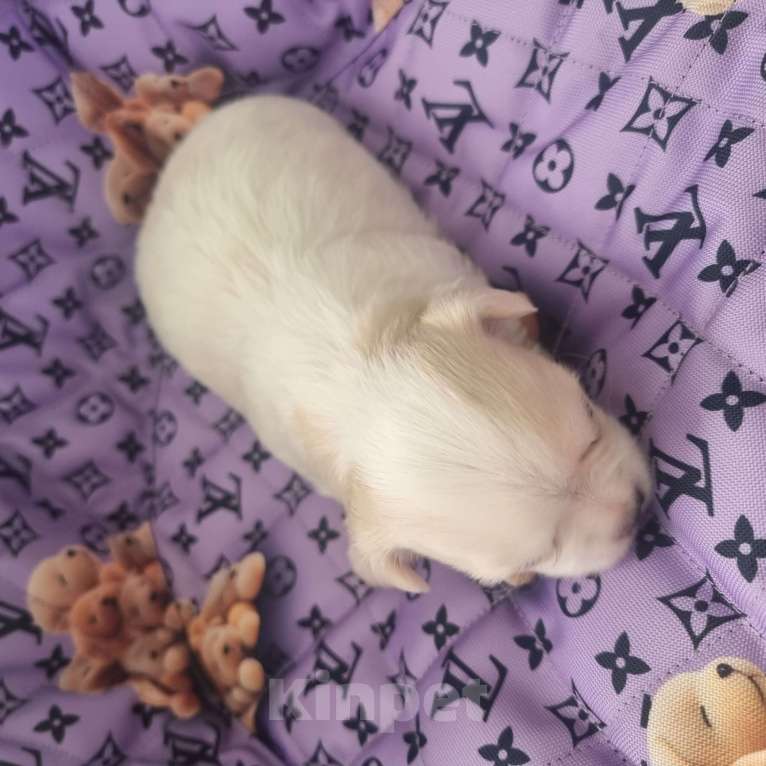 Собаки в Калининграде: Щенок Чихуахуа д/ш, мальчик Мальчик, Бесплатно - фото 5