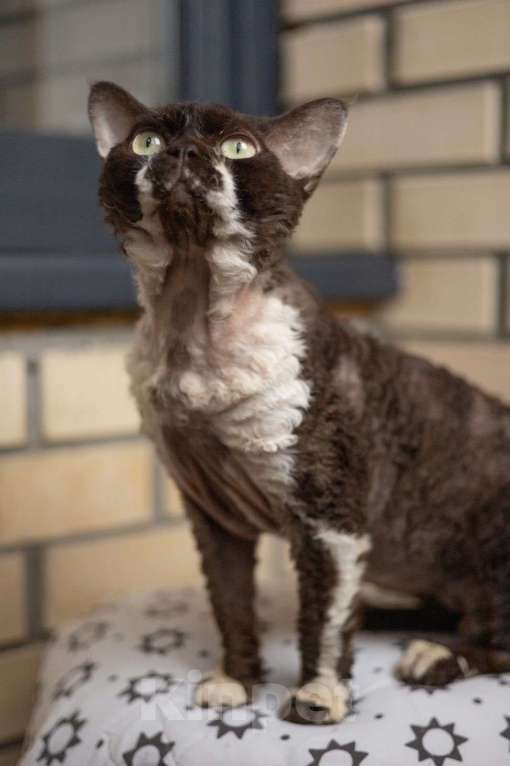 Кошки в Москве: Вязка экстрим тип Девон Рекс чемпион Мальчик, Бесплатно - фото 5