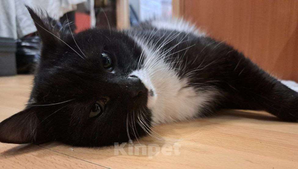 Кошки в Санкт-Петербурге: Енотик ждет семью Мальчик, Бесплатно - фото 1