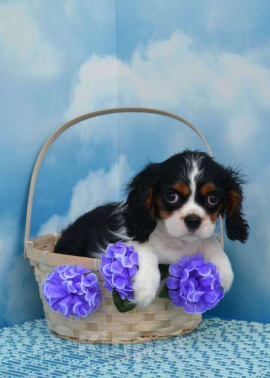 Собаки в Ногинске: Девочка кавалерочка  Девочка, 65 000 руб. - фото 3