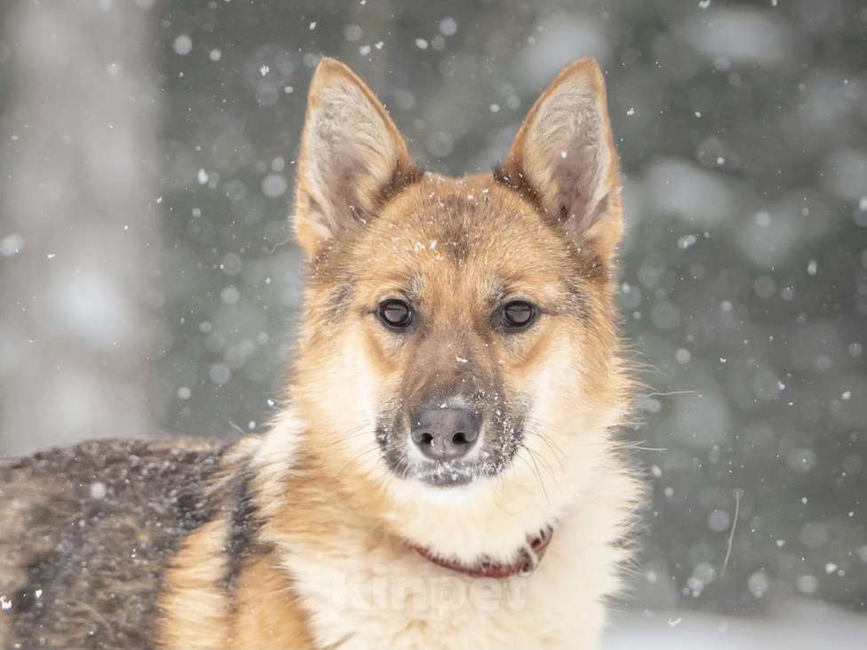 Собаки в Клине: Кешью — трепетная девочка скучает в приюте без своего человека Девочка, Бесплатно - фото 1