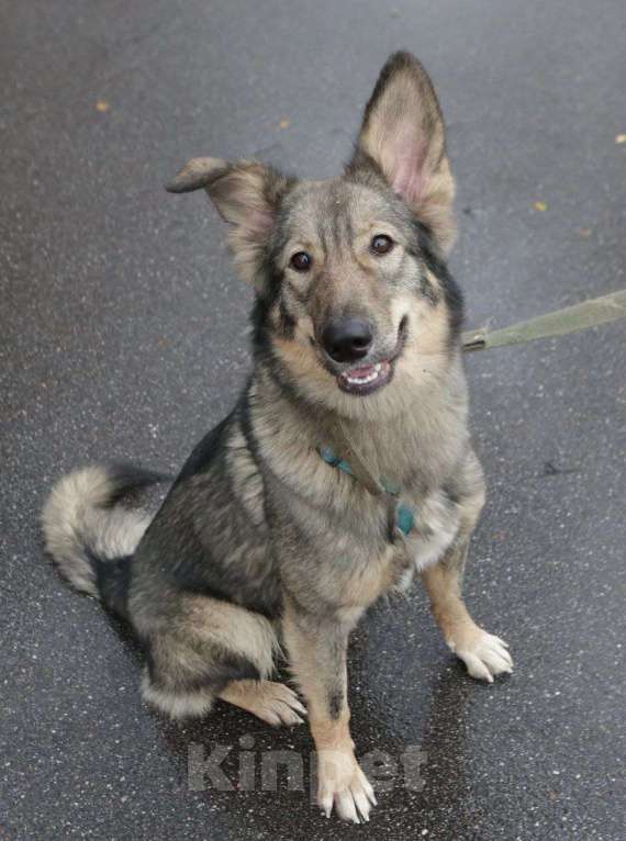 Собаки в Санкт-Петербурге: Твоя собака Девочка, Бесплатно - фото 3