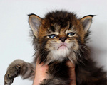 Кошки в Пушкине: Шикарная девочка, ласковый, красивый котенок Девочка, 35 000 руб. - фото 3
