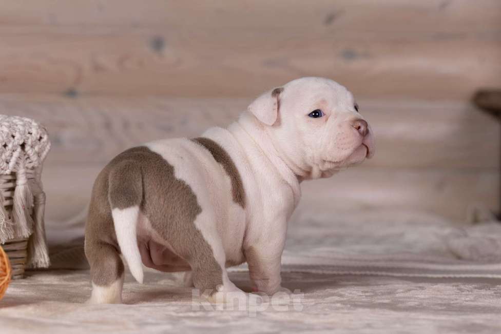 Собаки в Королеве: Американский булли Девочка, 150 000 руб. - фото 4
