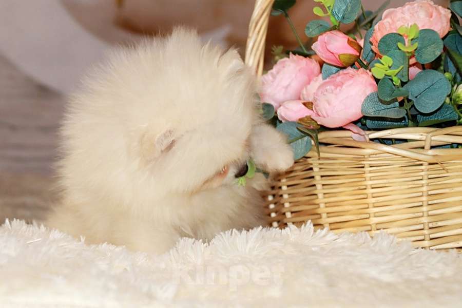 Собаки в Москве: Щенок белого шпица Мальчик, 50 000 руб. - фото 4